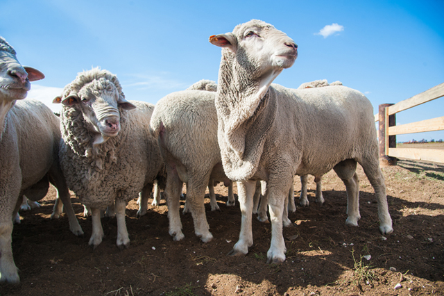 Australian lamb: back on the sheep’s back?