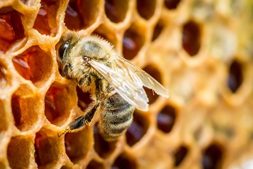 Size and scope of the Australian honey bee and pollination industry – a  snapshot